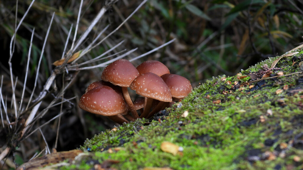 Hypholoma brunneum · April 2024 · photo: © ariadnat (iNaturalist, cc-by)