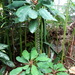 Euphorbia leuconeura - Photo Daderot, ei tunnettuja tekijänoikeusrajoituksia (Tekijänoikeudeton)