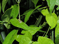 Pristimantis omeviridis