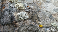 Rhizoplaca chrysoleuca