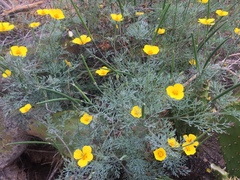 Eschscholzia ramosa