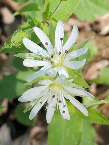 Image of Stellaria corei by no rights reserved