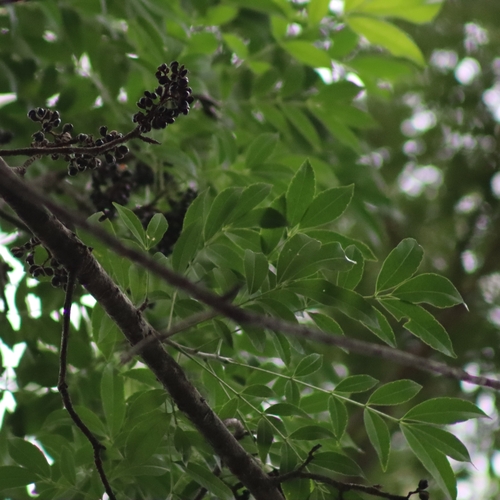 White copal (Zanthoxylum riedelianum)