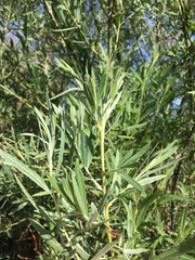 Salix exigua hindsiana