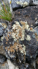 Rhizoplaca phaedrophthalma