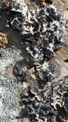 Umbilicaria krascheninnikovii