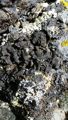 Umbilicaria hyperborea