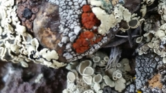 Erichansenia epithallina