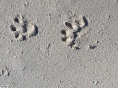 Papio ursinus ursinus