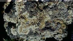 Rhizoplaca phaedrophthalma