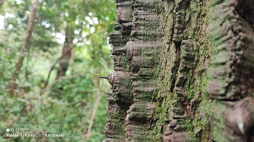 Image of Zanthoxylum riedelianum by (c) Thomaz Ricardo Favreto Sinani, some rights reserved (CC BY)