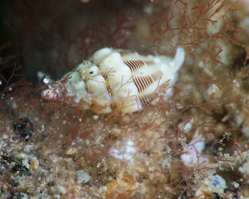 Vexillum interruptum observed 2024-04-13