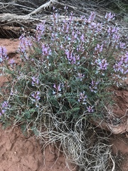 Astragalus preussii