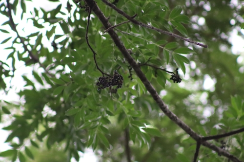 Image of Zanthoxylum riedelianum by (c) Thomaz Ricardo Favreto Sinani, some rights reserved (CC BY)