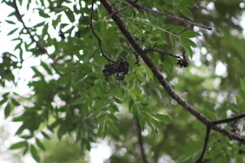 Image of Zanthoxylum riedelianum by (c) Thomaz Ricardo Favreto Sinani, some rights reserved (CC BY)