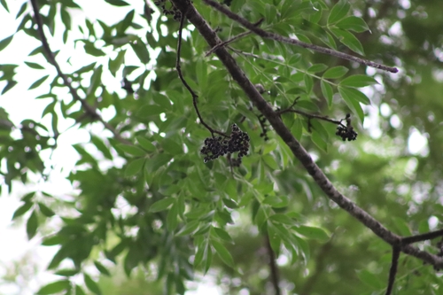Image of Zanthoxylum riedelianum by (c) Thomaz Ricardo Favreto Sinani, some rights reserved (CC BY)
