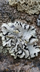 Rhizoplaca chrysoleuca