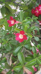 Adenium