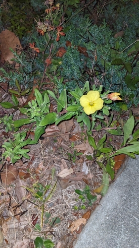 Image of Oenothera humifusa by no rights reserved