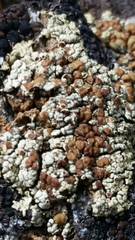 Rhizoplaca phaedrophthalma