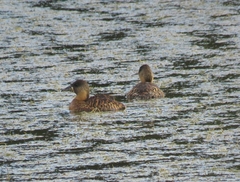 Thalassornis leuconotus