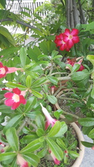 Adenium