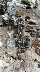 Umbilicaria krascheninnikovii