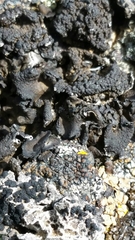 Umbilicaria hyperborea