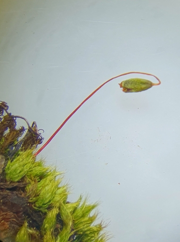 Image of Ptychostomum compactum by no rights reserved
