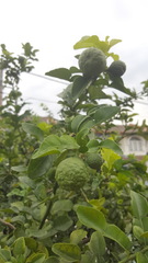 Citrus hystrix