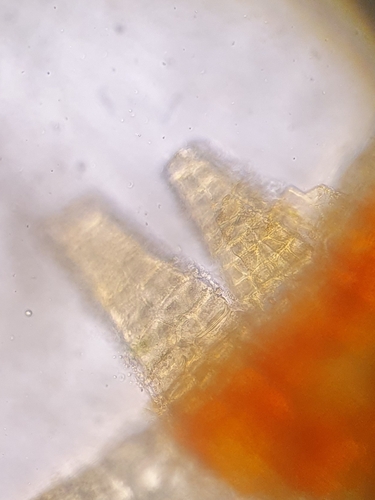 Image of Ptychostomum compactum by no rights reserved