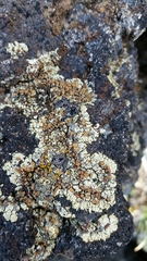 Rhizoplaca phaedrophthalma