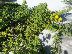 Oncosiphon sabulosus