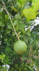 Citrus hystrix