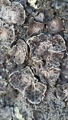 Umbilicaria krascheninnikovii