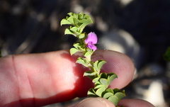 Indigofera candolleana