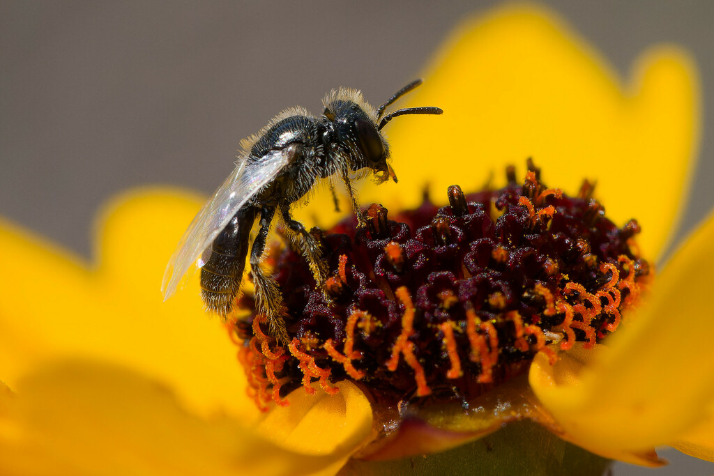 Perdita foveata