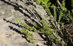 Indigofera candolleana