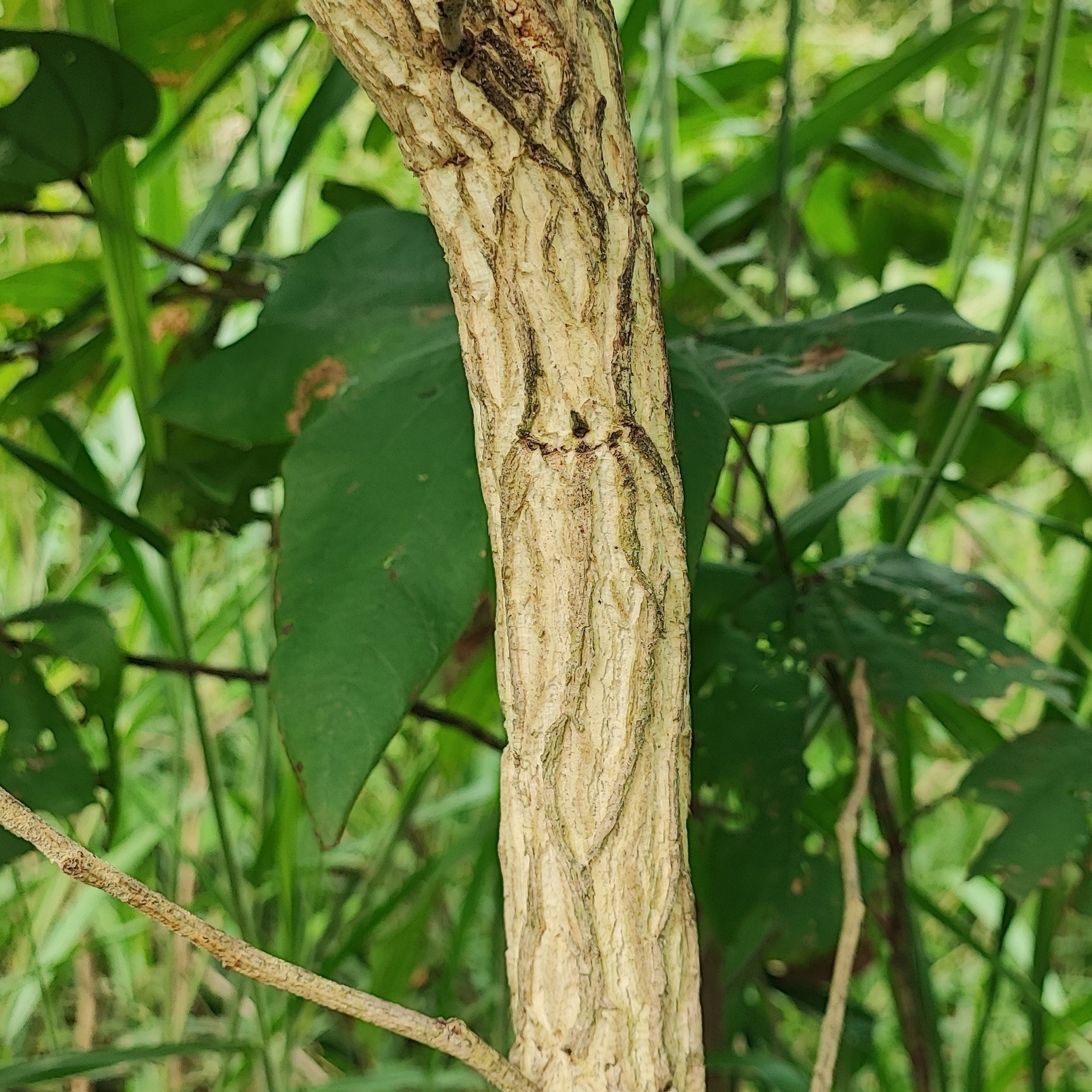 Samanea tubulosa