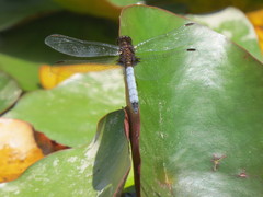 Erythrodiplax connata