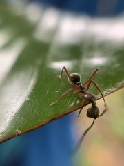 Dolichoderus attelaboides
