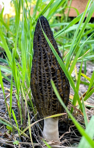 Morchella importuna