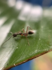 Dolichoderus attelaboides