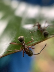 Dolichoderus attelaboides