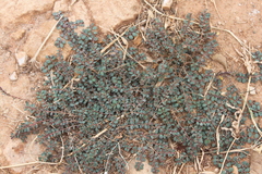 Euphorbia prostrata