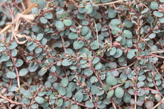 Euphorbia prostrata