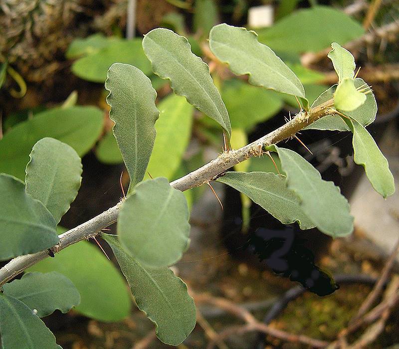 Euphorbia banae