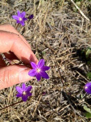 Brodiaea filifolia