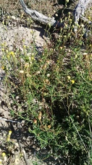 Nidorella pinnatifida