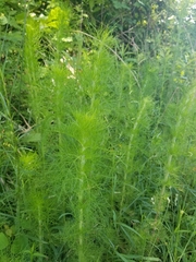 Eupatorium capillifolium image